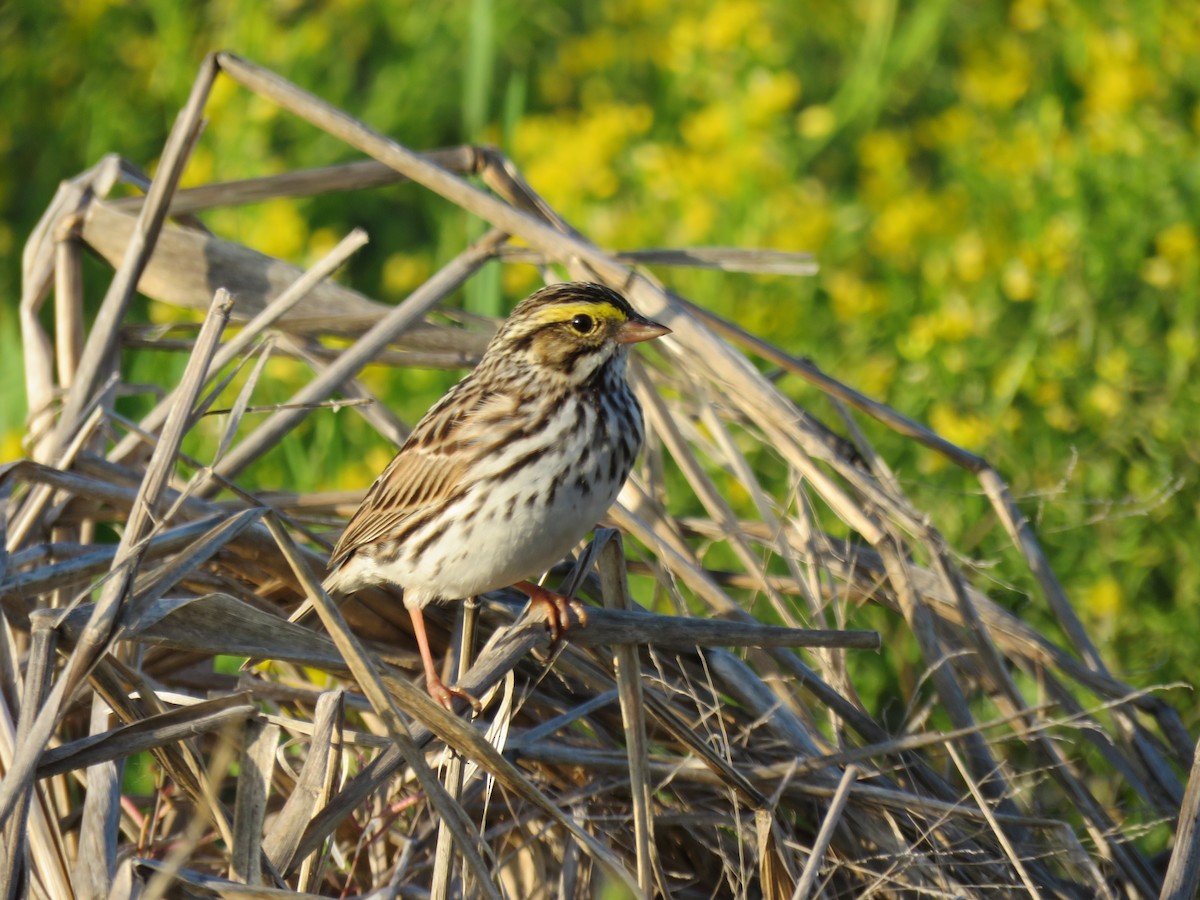 Savannah Sparrow - ML618593897