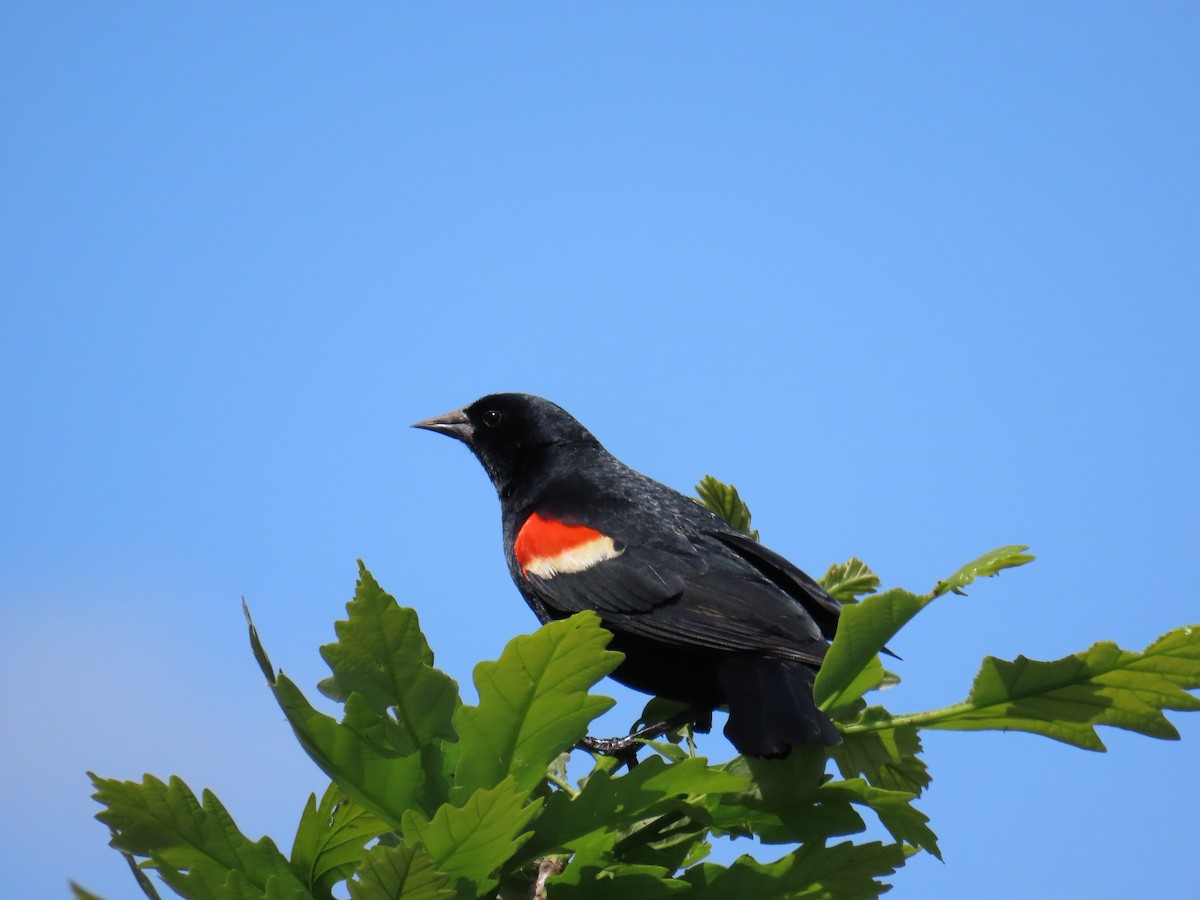 Red-winged Blackbird - Christopher Tomera