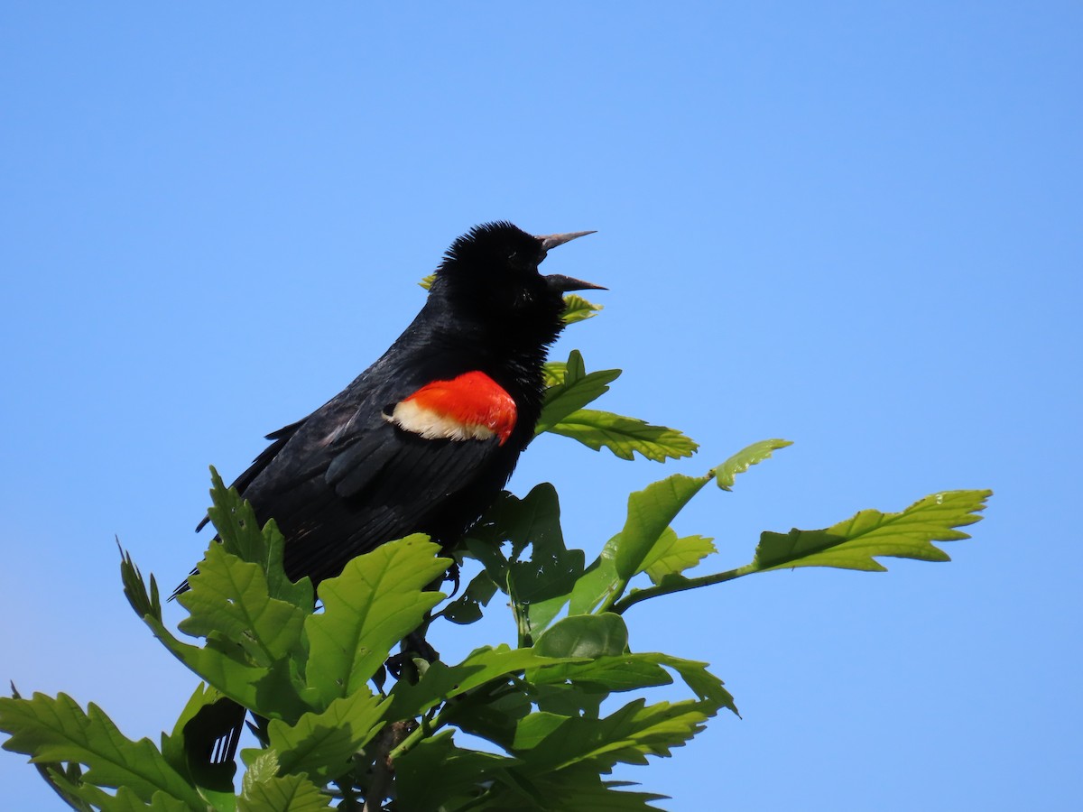 Red-winged Blackbird - Christopher Tomera