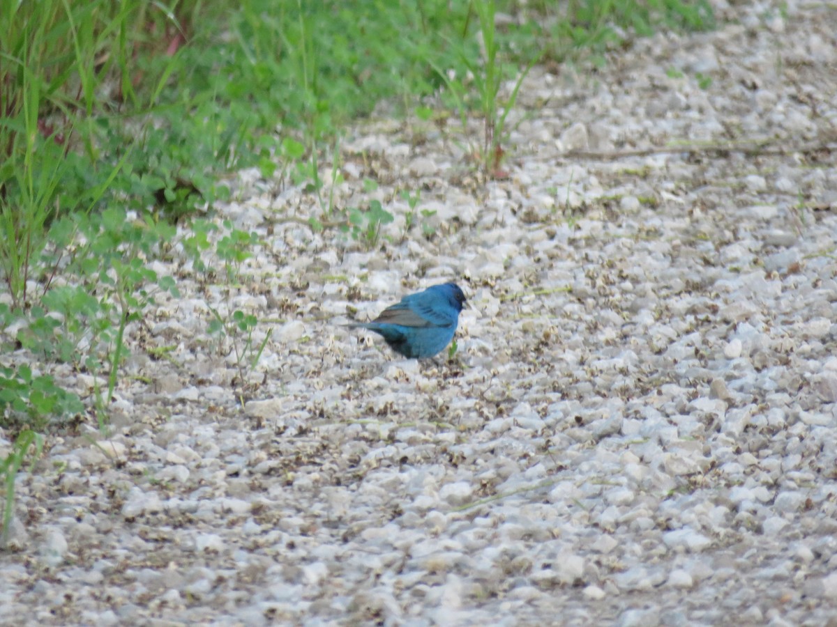 Indigo Bunting - ML618593929