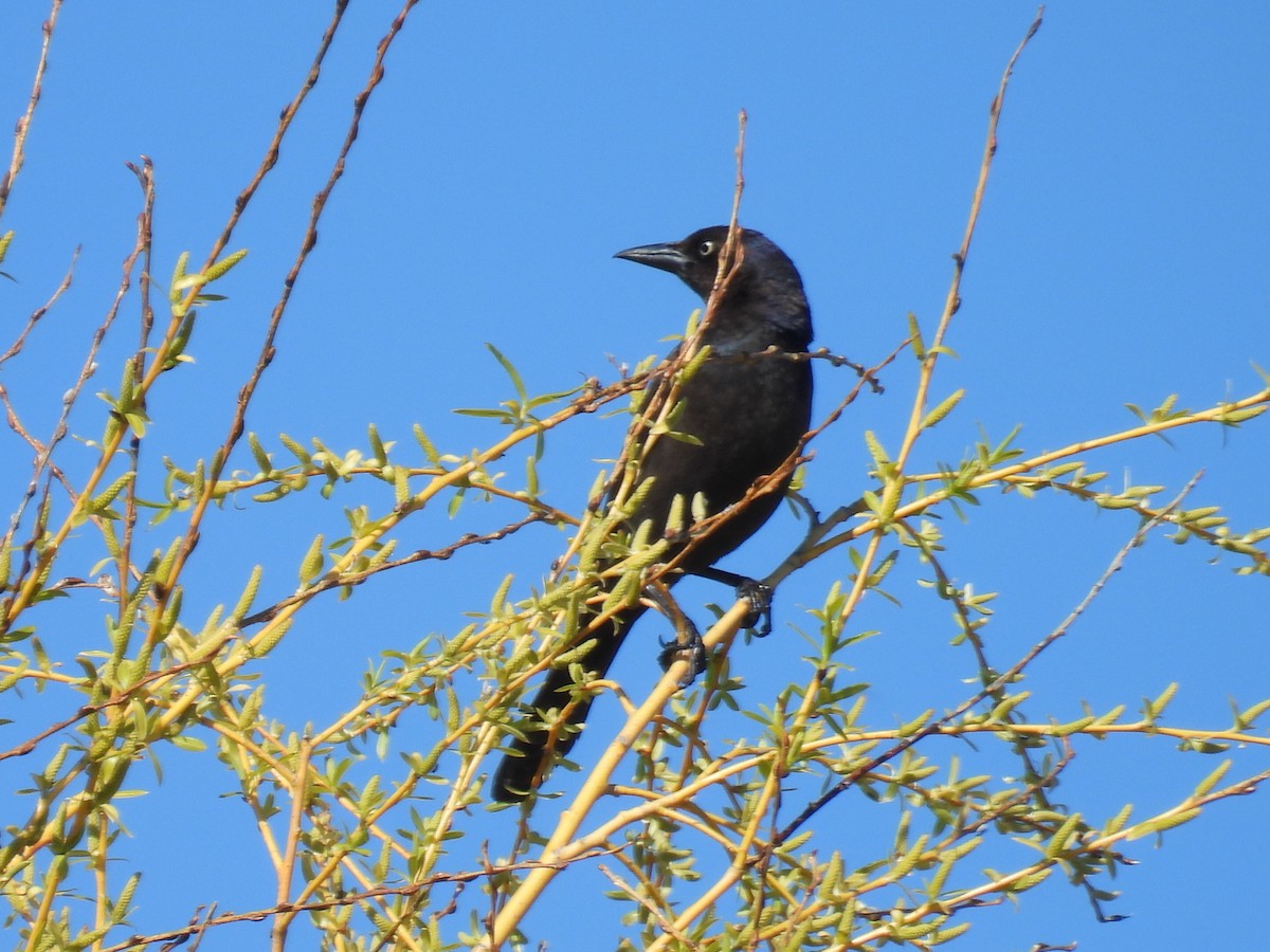 Common Grackle - ML618593977