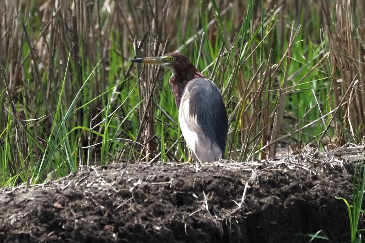 Chinese Pond-Heron - ML618593992