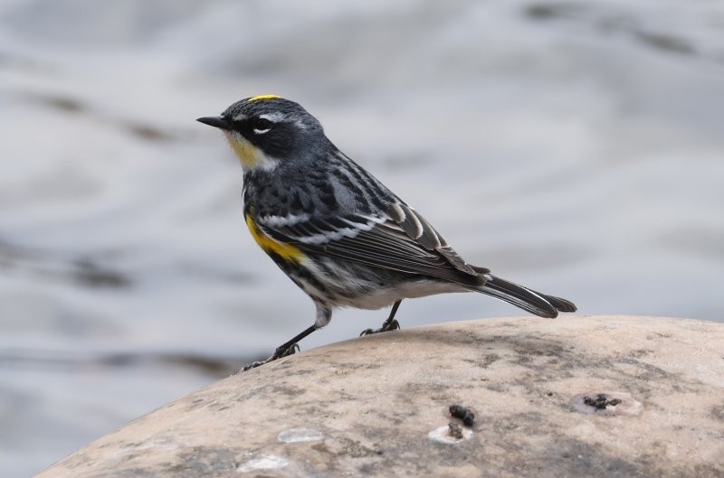 Yellow-rumped Warbler - ML618593999