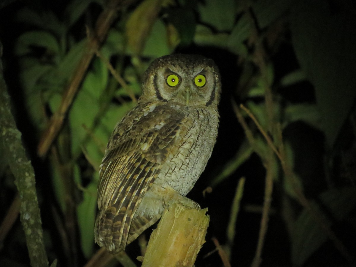 Tropical Screech-Owl - ML618594001