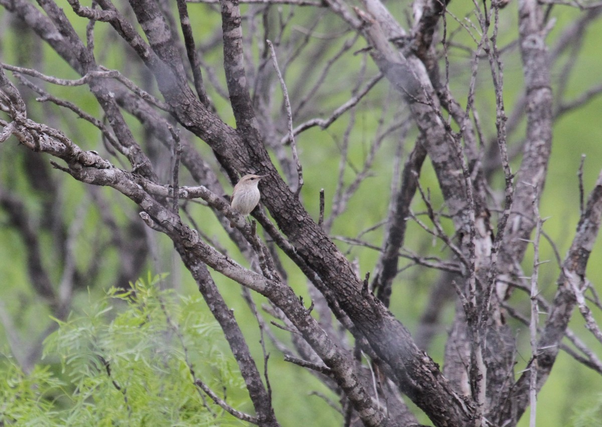 Rock Wren - Steve Glover