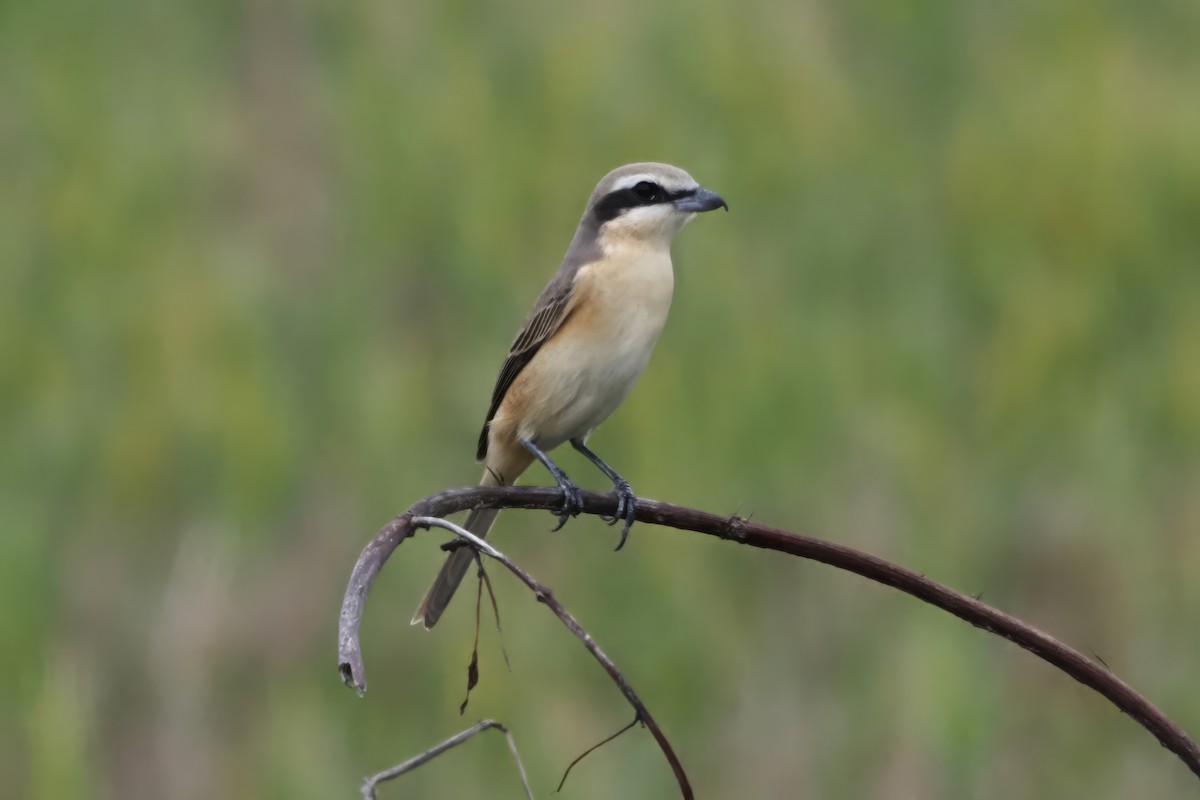 Brown Shrike - ML618594033