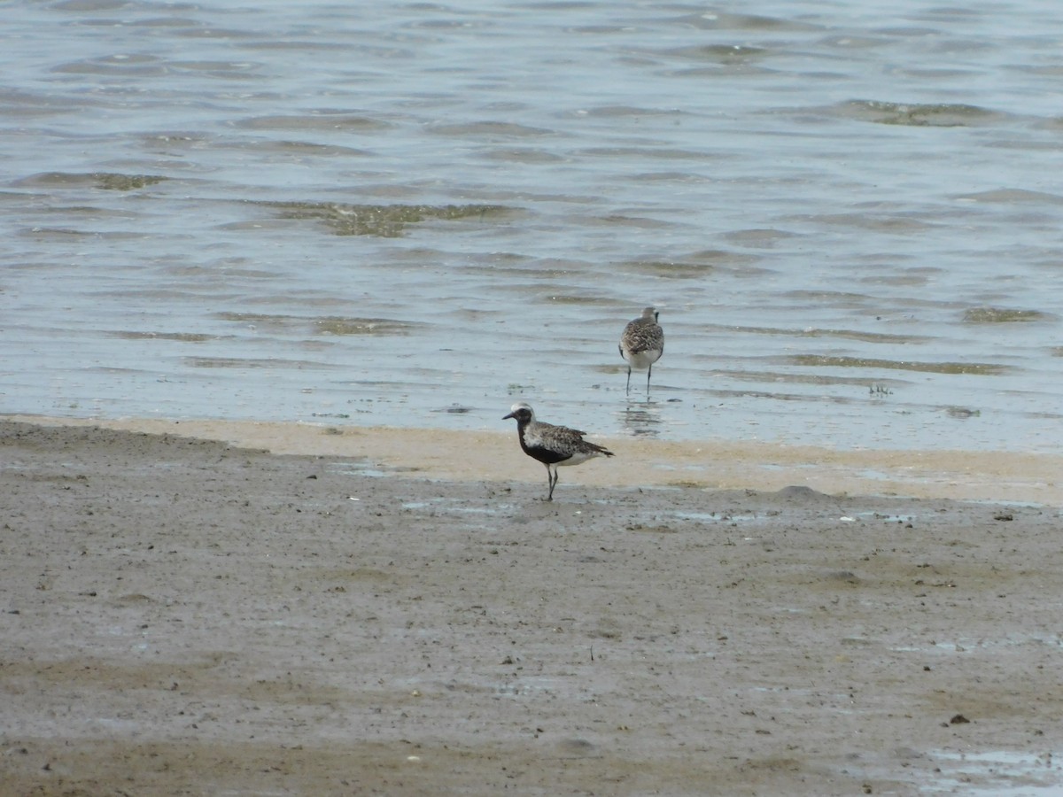 Black-bellied Plover - ML618594042