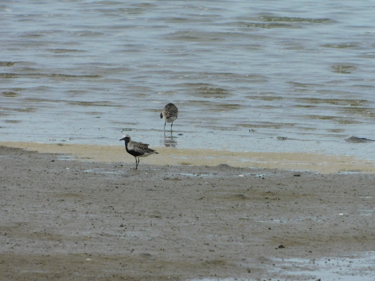 Black-bellied Plover - ML618594043