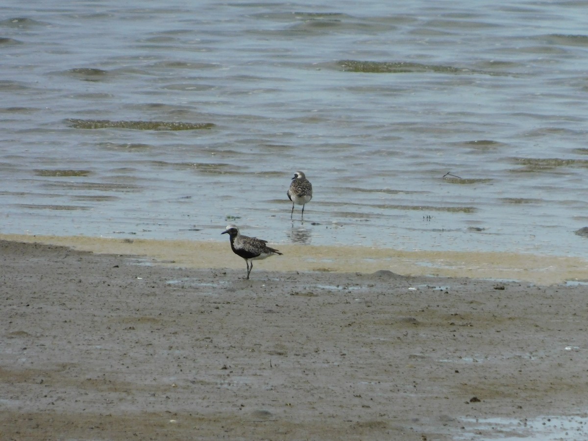 Black-bellied Plover - ML618594051