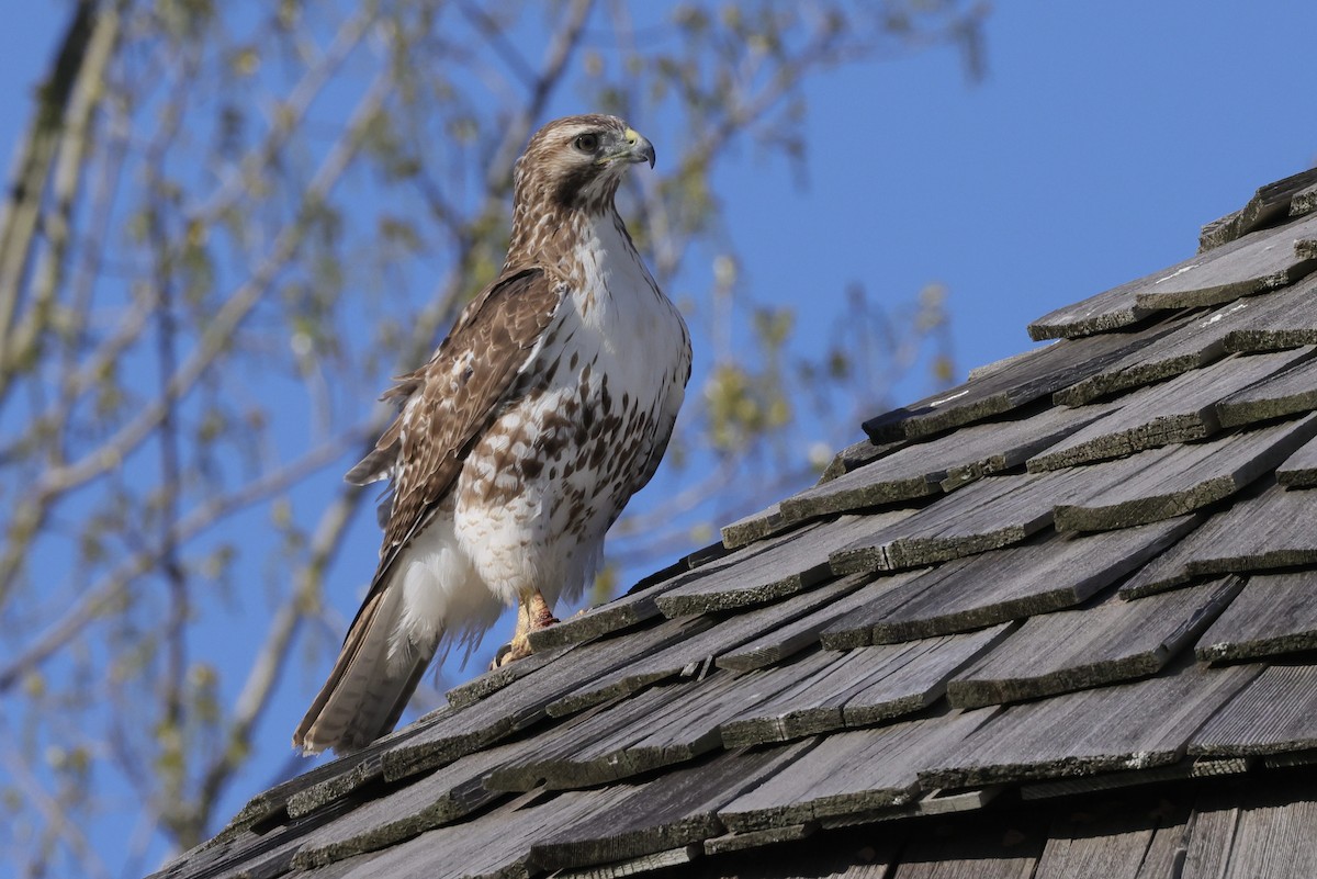 Red-tailed Hawk - ML618594071