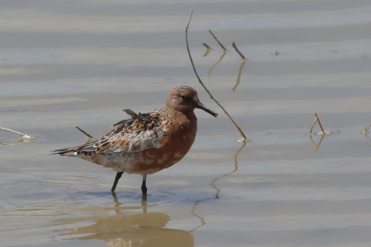 Red Knot - ML618594079