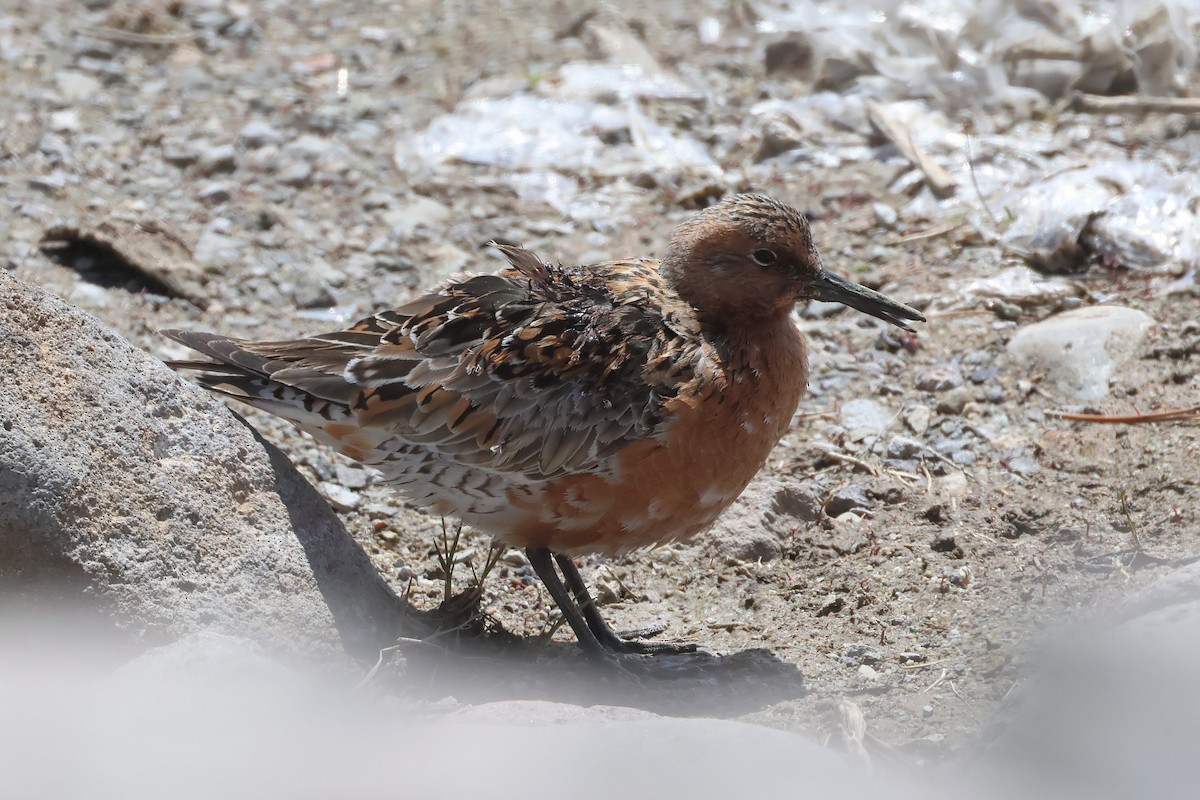 Red Knot - ML618594080