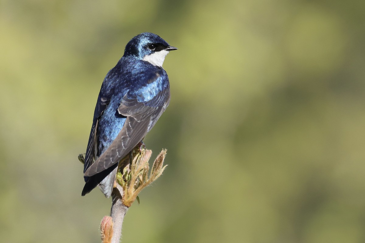 Tree Swallow - ML618594088