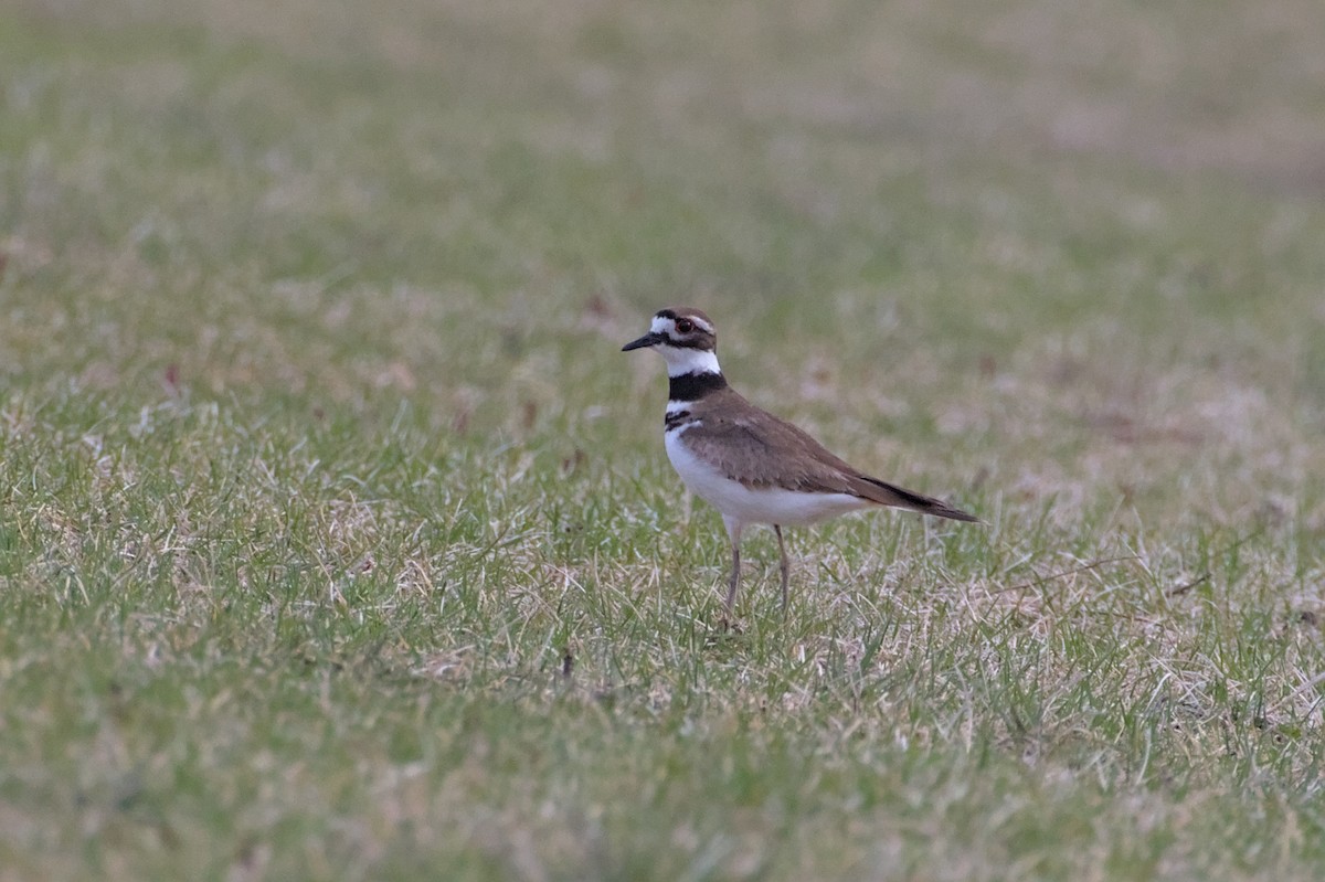 Killdeer - ML618594089