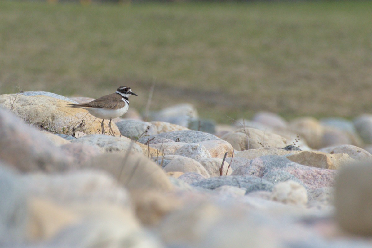 Killdeer - ML618594090