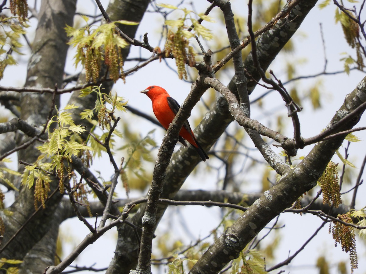 Scarlet Tanager - Laura Markley