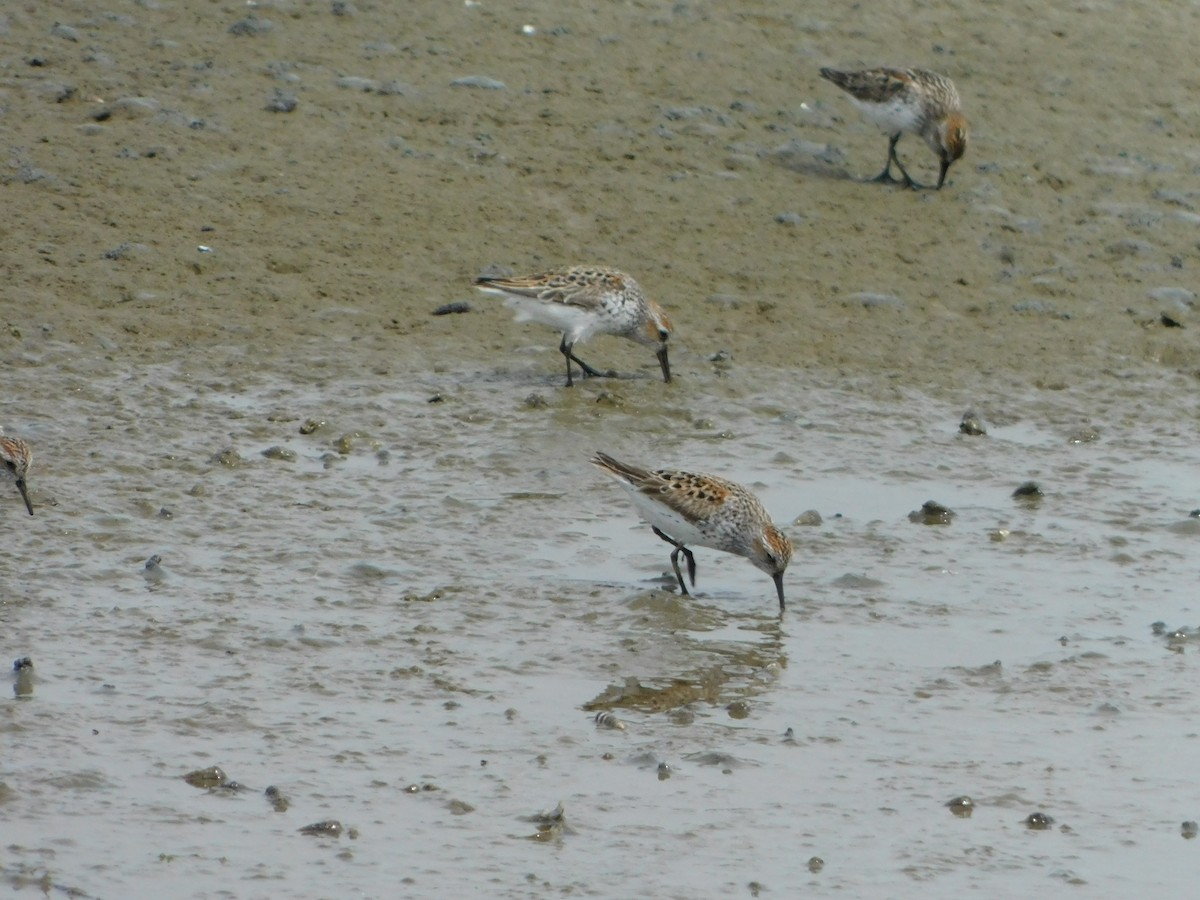 Western Sandpiper - ML618594104