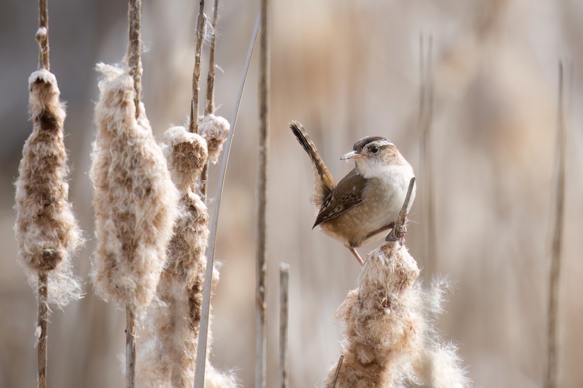 Marsh Wren - ML618594122