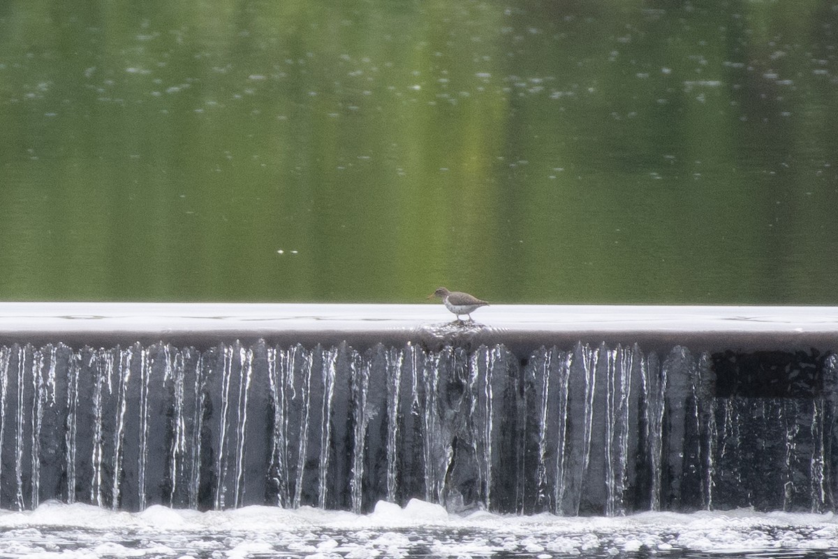 Spotted Sandpiper - ML618594127