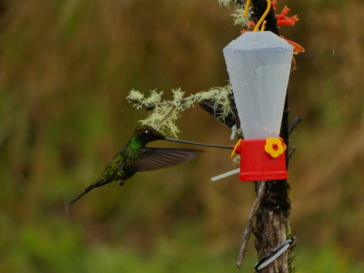 Sword-billed Hummingbird - Andrés Felipe