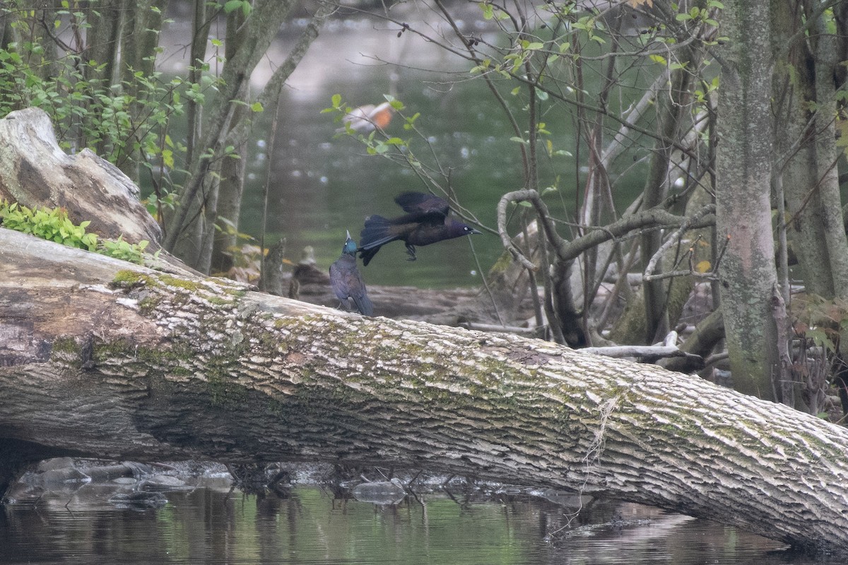 Common Grackle - ML618594136