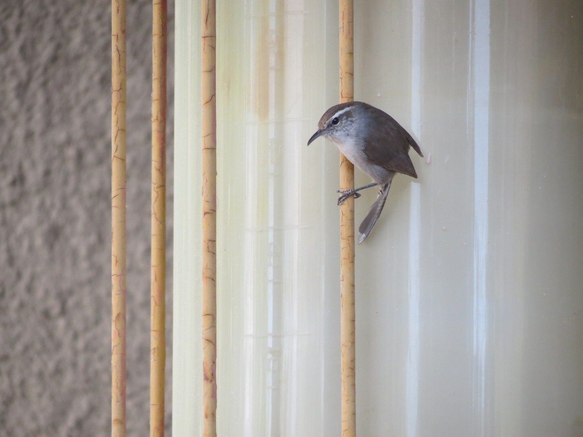 Bewick's Wren - ML618594143