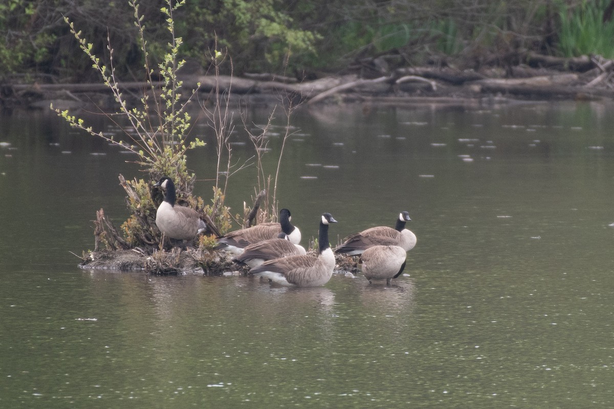 Canada Goose - Isaac Boardman