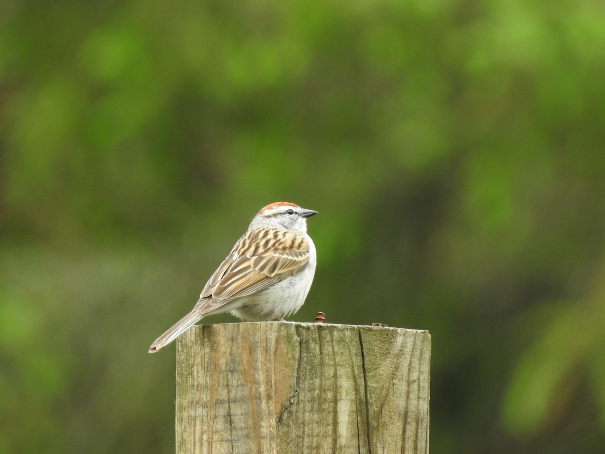 Chipping Sparrow - Daniel Fedorowicz