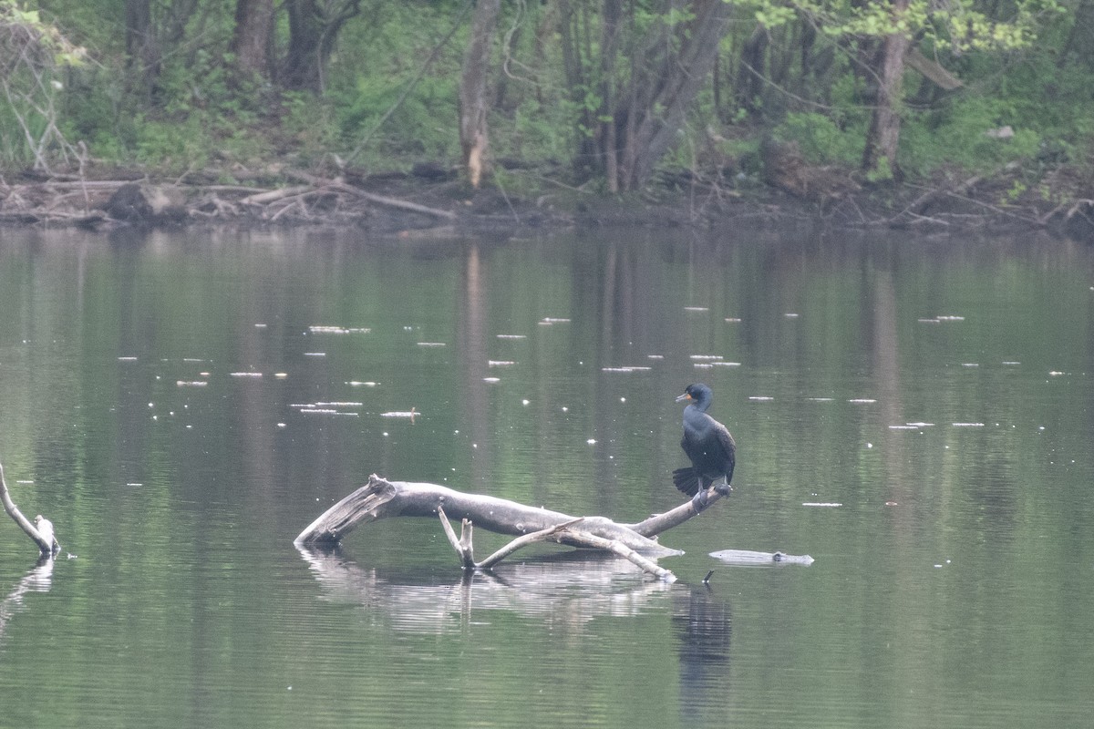 Double-crested Cormorant - ML618594177