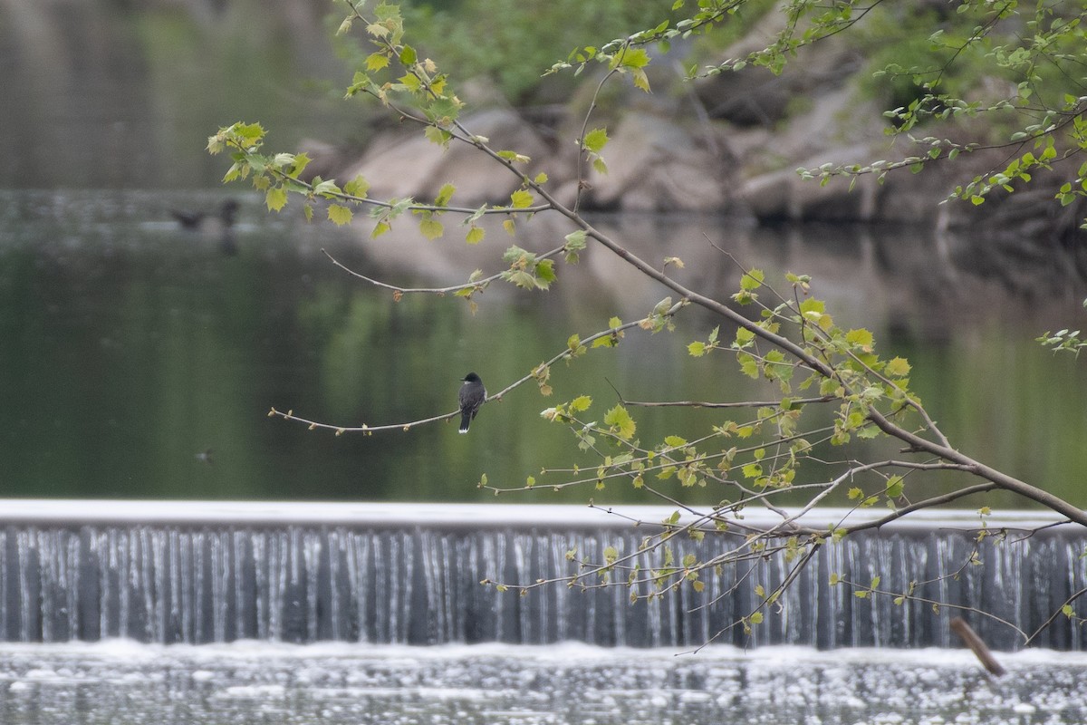 Eastern Kingbird - ML618594196