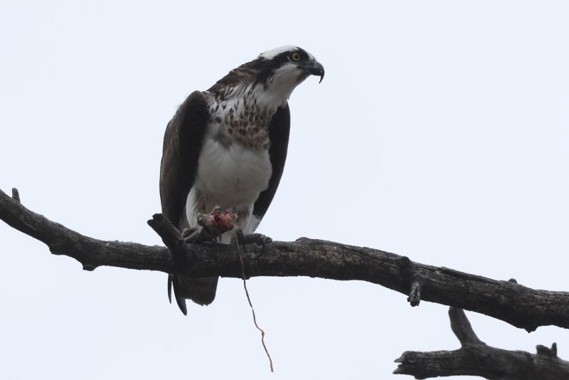 Osprey - Scott Jubinville