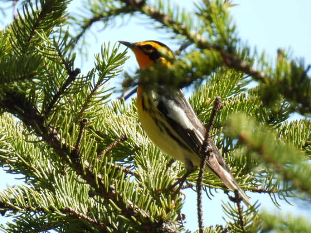 Blackburnian Warbler - ML618594225