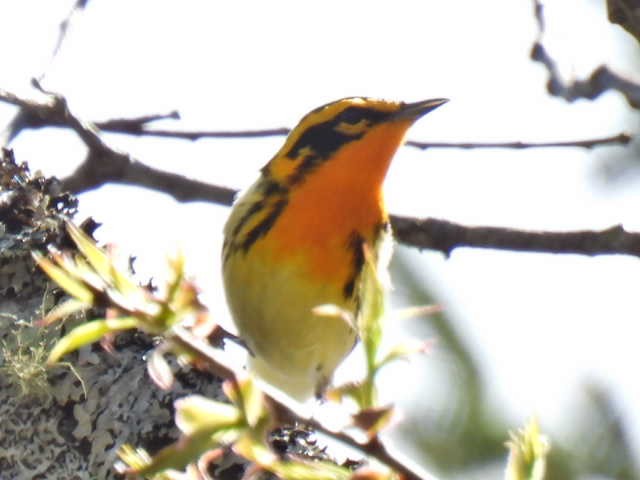 Blackburnian Warbler - ML618594226