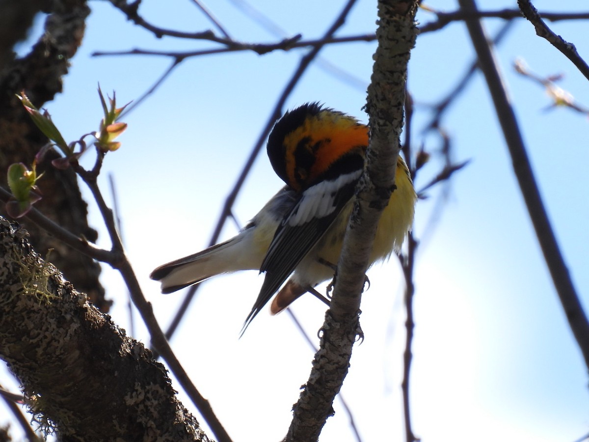 Blackburnian Warbler - ML618594227