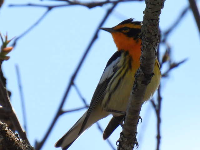 Blackburnian Warbler - ML618594228