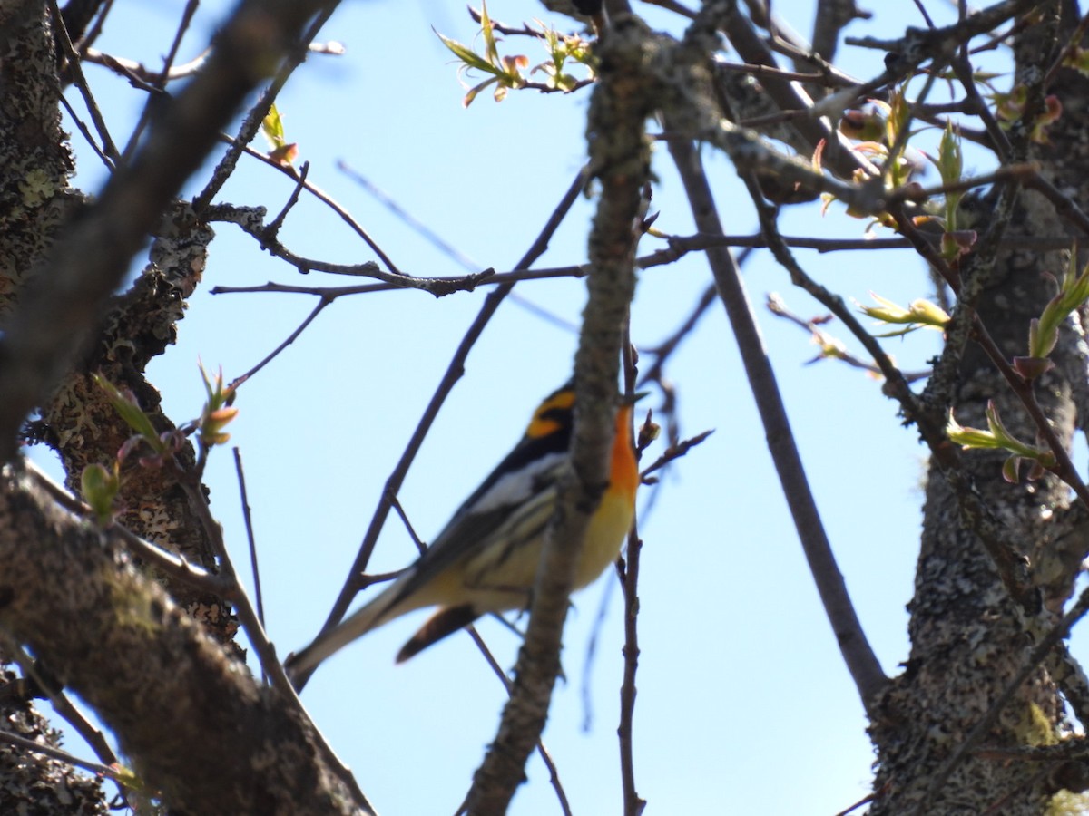 Blackburnian Warbler - ML618594229