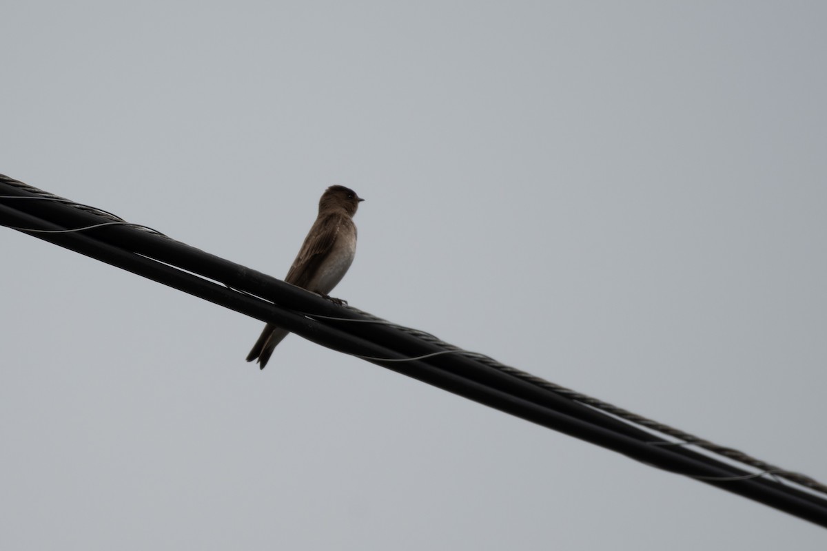 Northern Rough-winged Swallow - Isaac Boardman