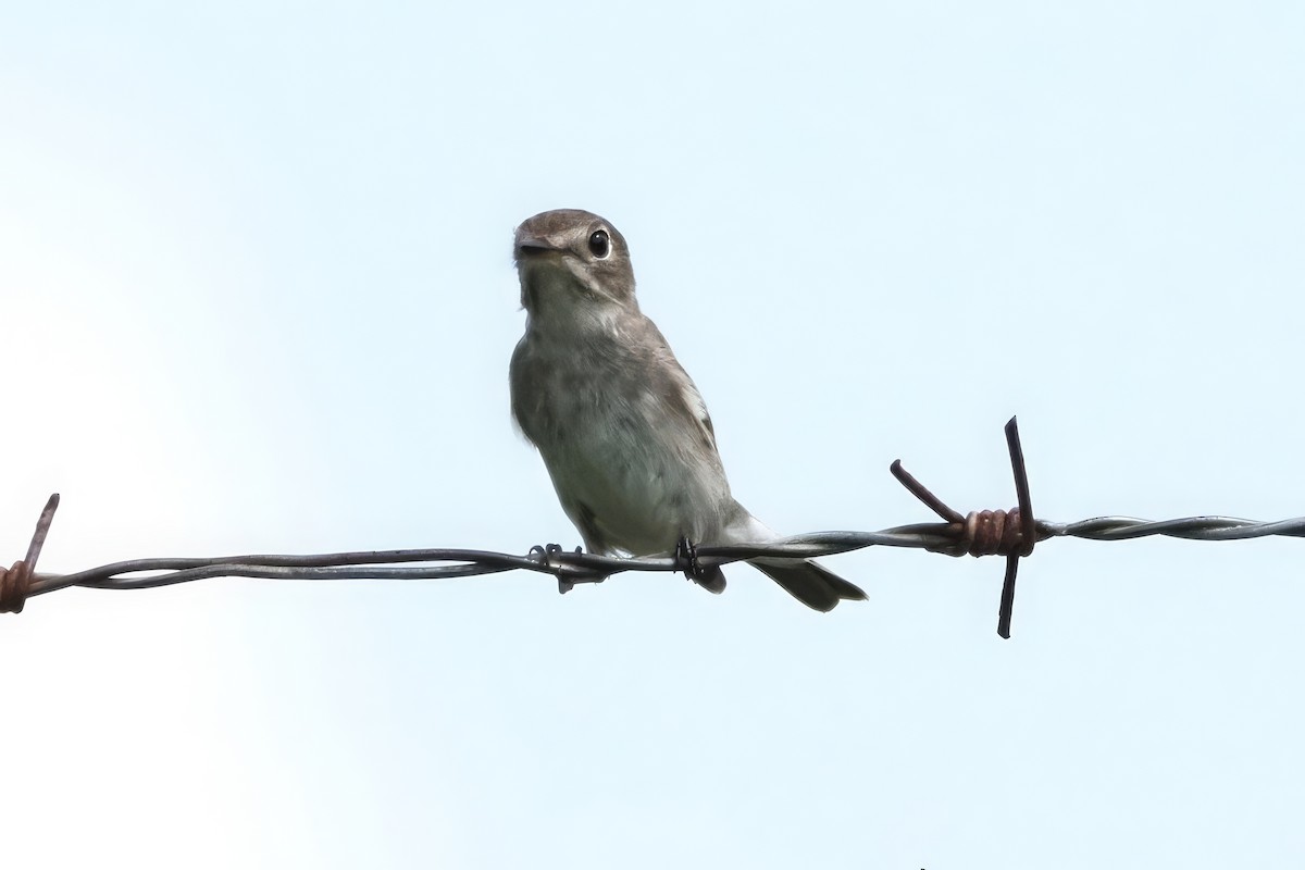 Dark-sided Flycatcher - ML618594242