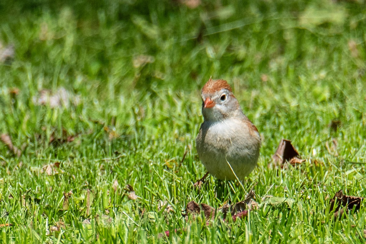 Field Sparrow - ML618594243