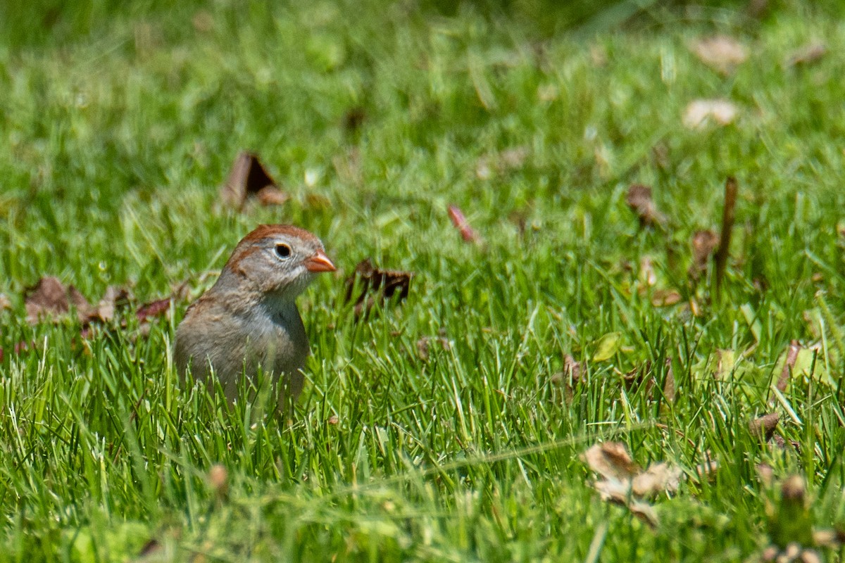 Field Sparrow - ML618594244