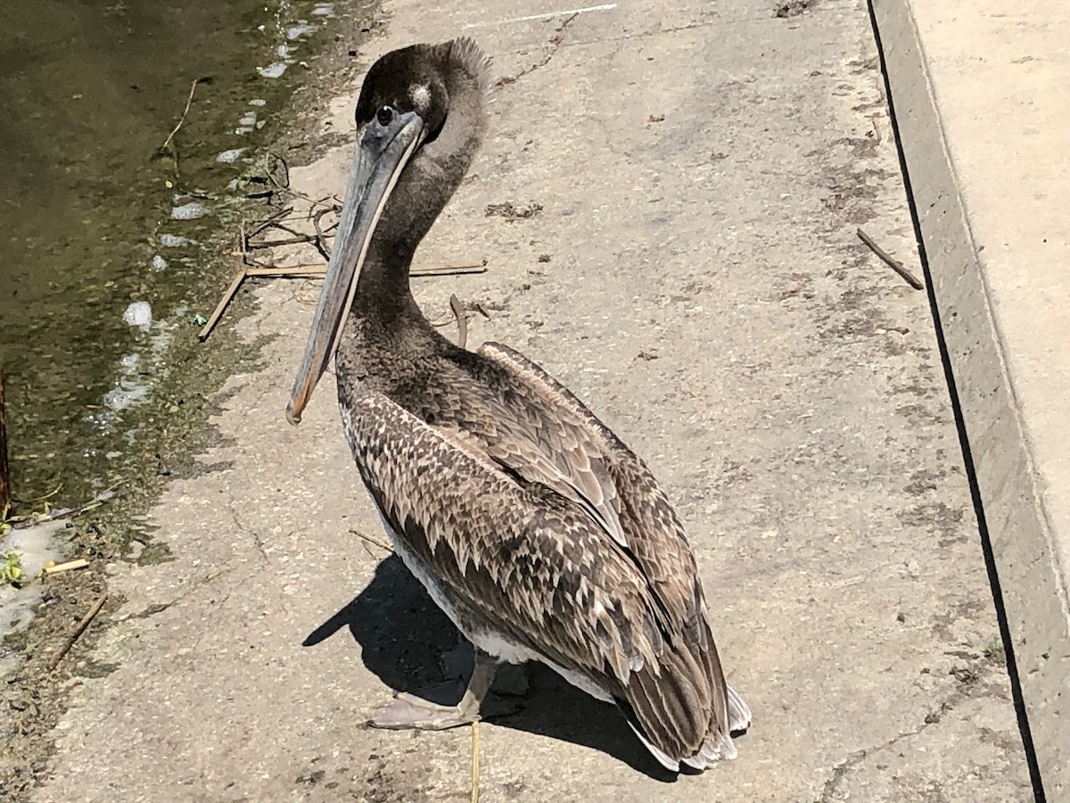 pelikán hnědý - ML618594252