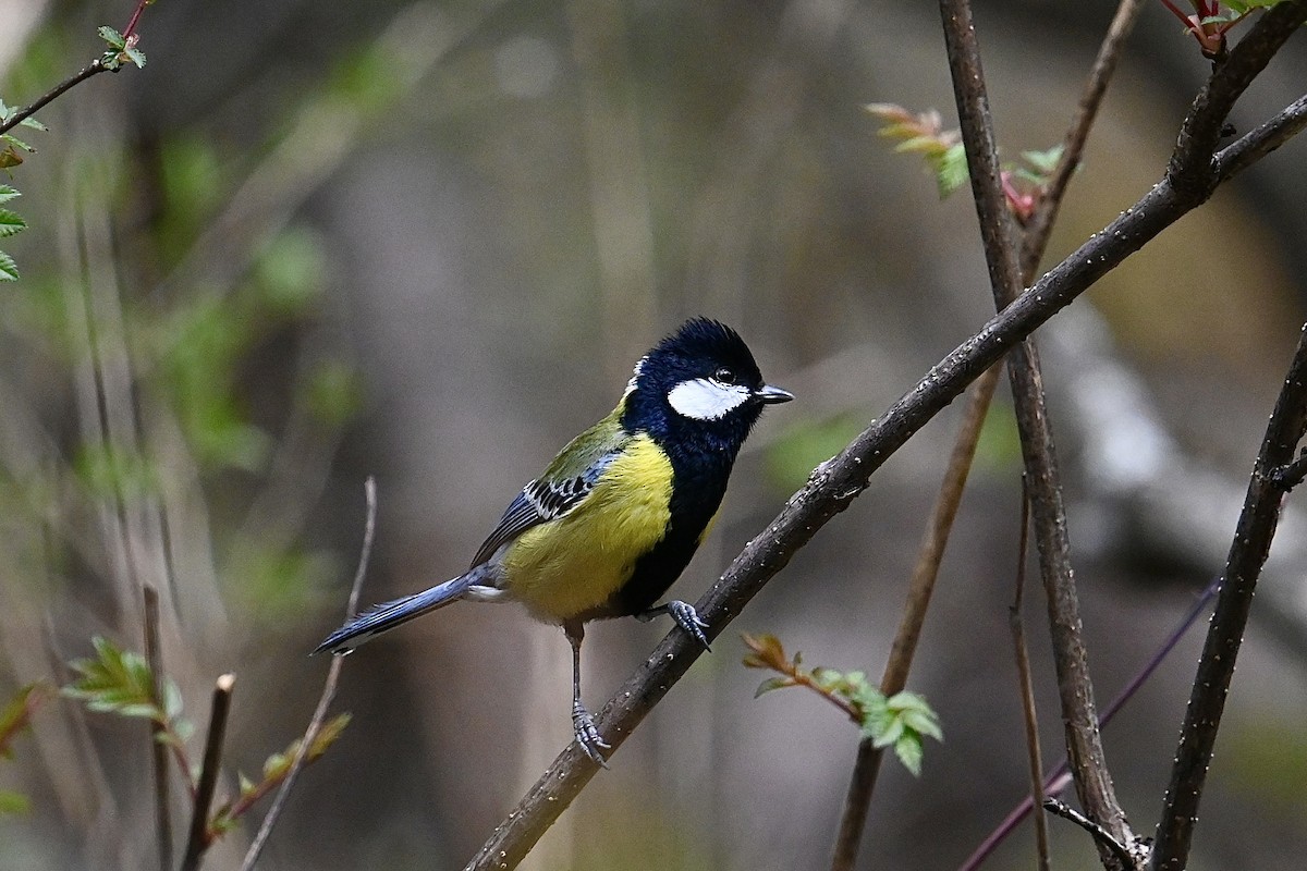 Green-backed Tit - Dong Qiu