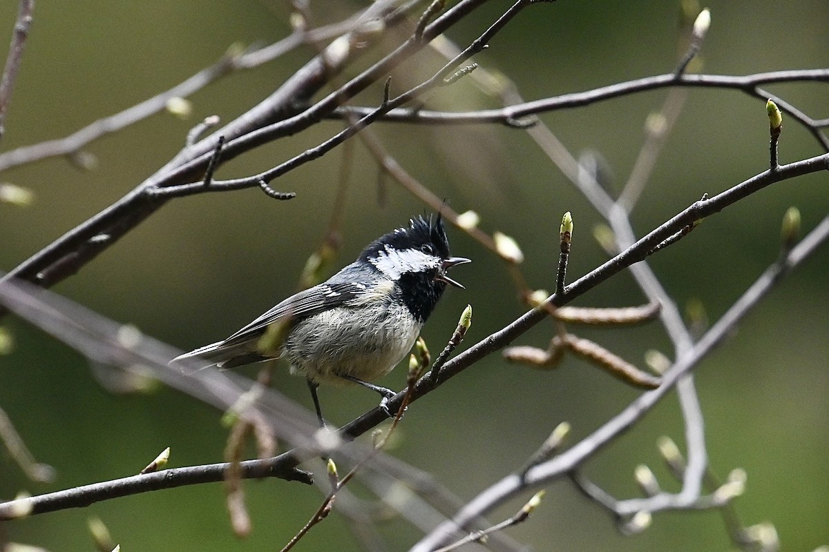 Mésange noire - ML618594289