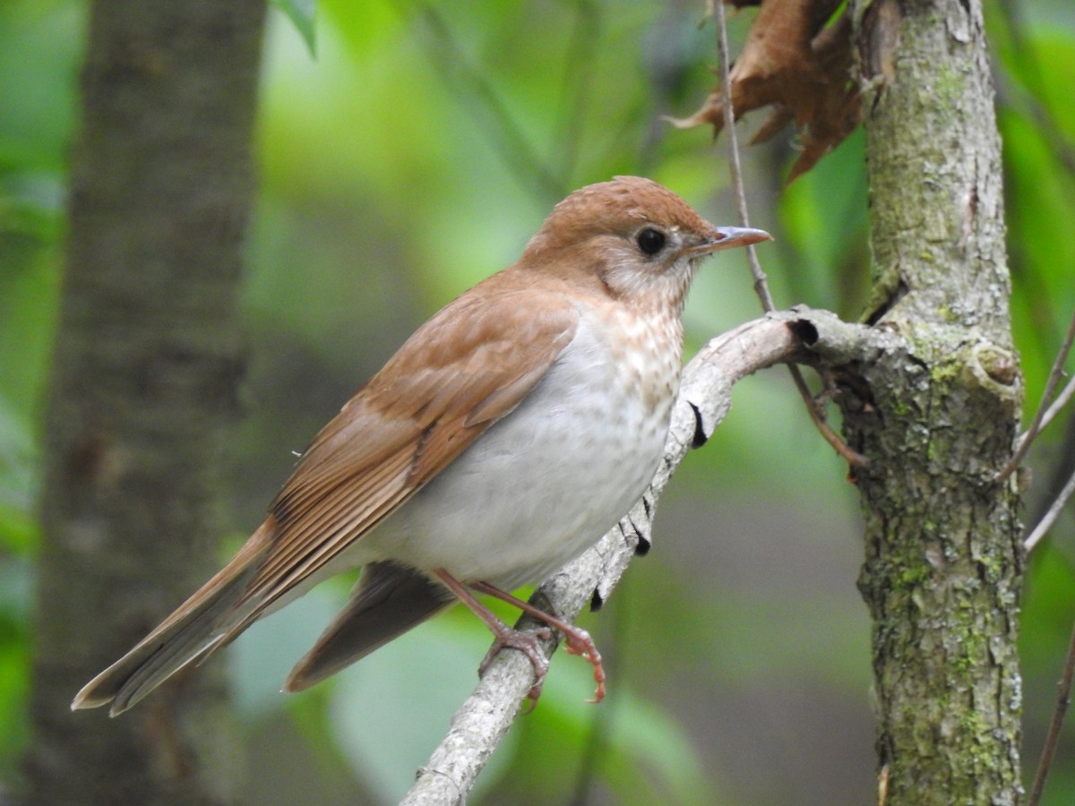 Veery - Daniel Fedorowicz