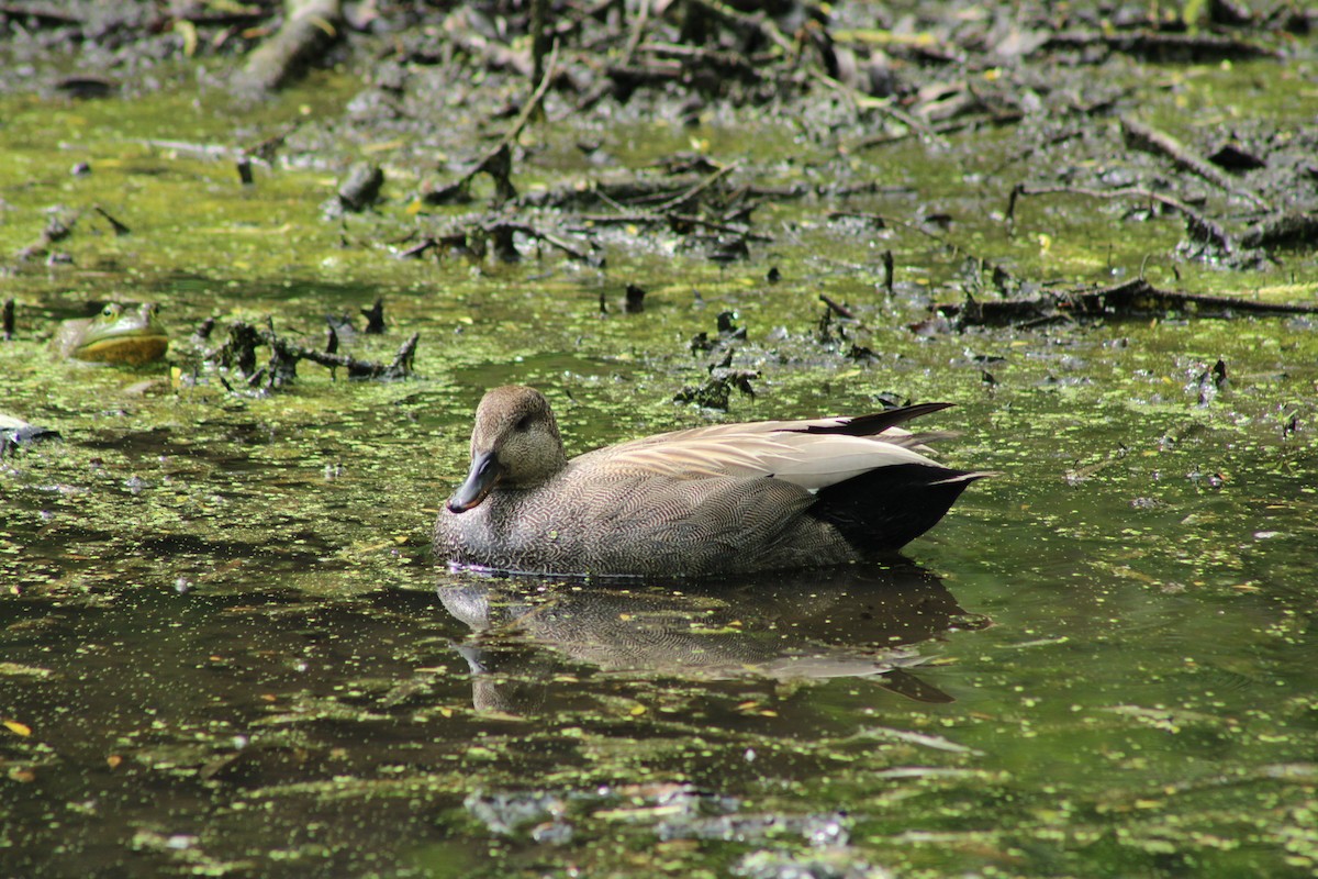 Бор нугас - ML618594334