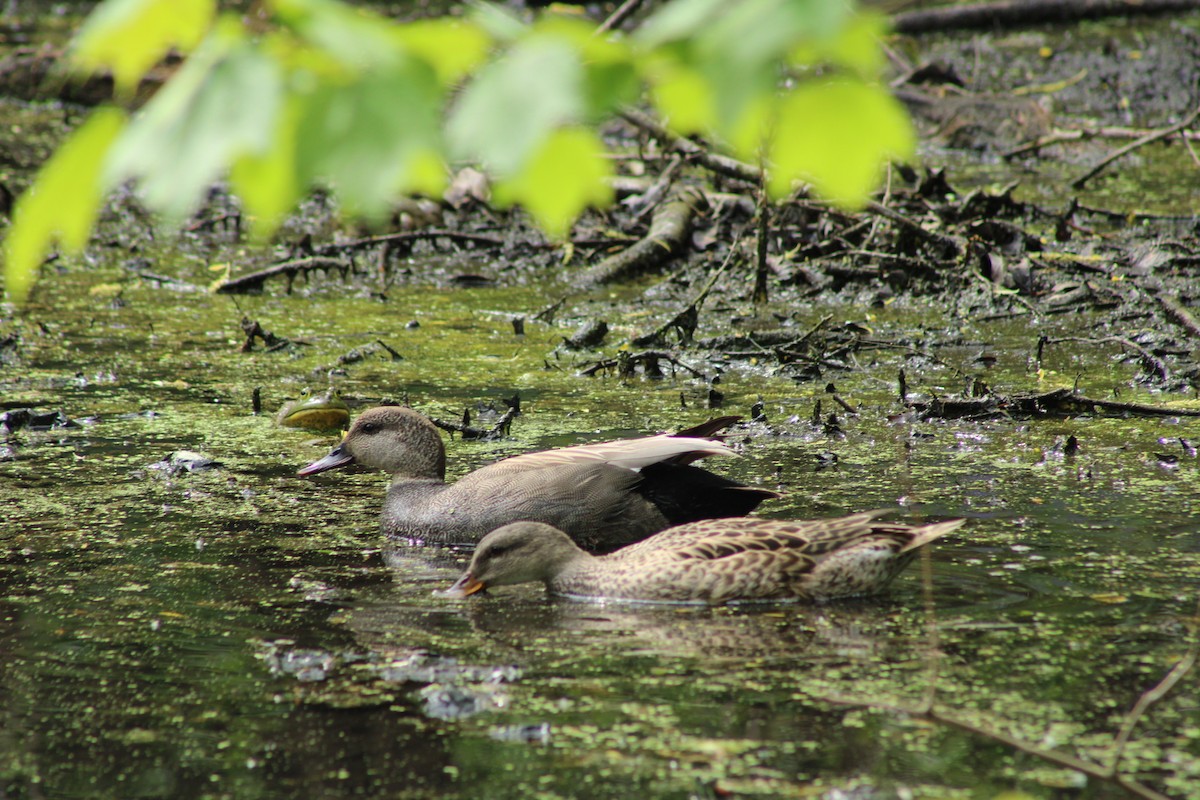 Бор нугас - ML618594335