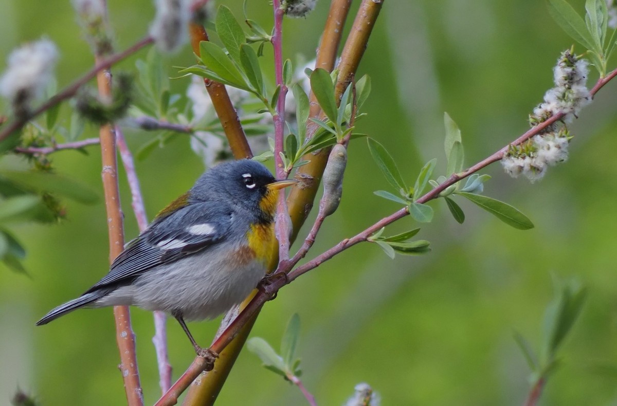 Northern Parula - ML618594336