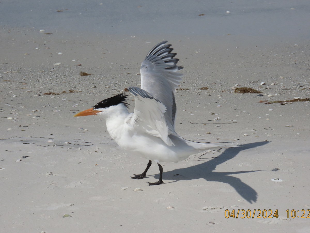 Royal Tern - ML618594338