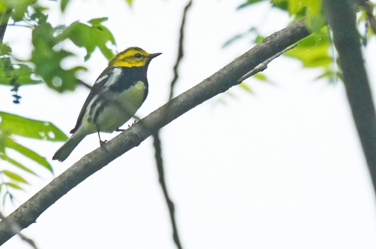 Black-throated Green Warbler - ML618594347