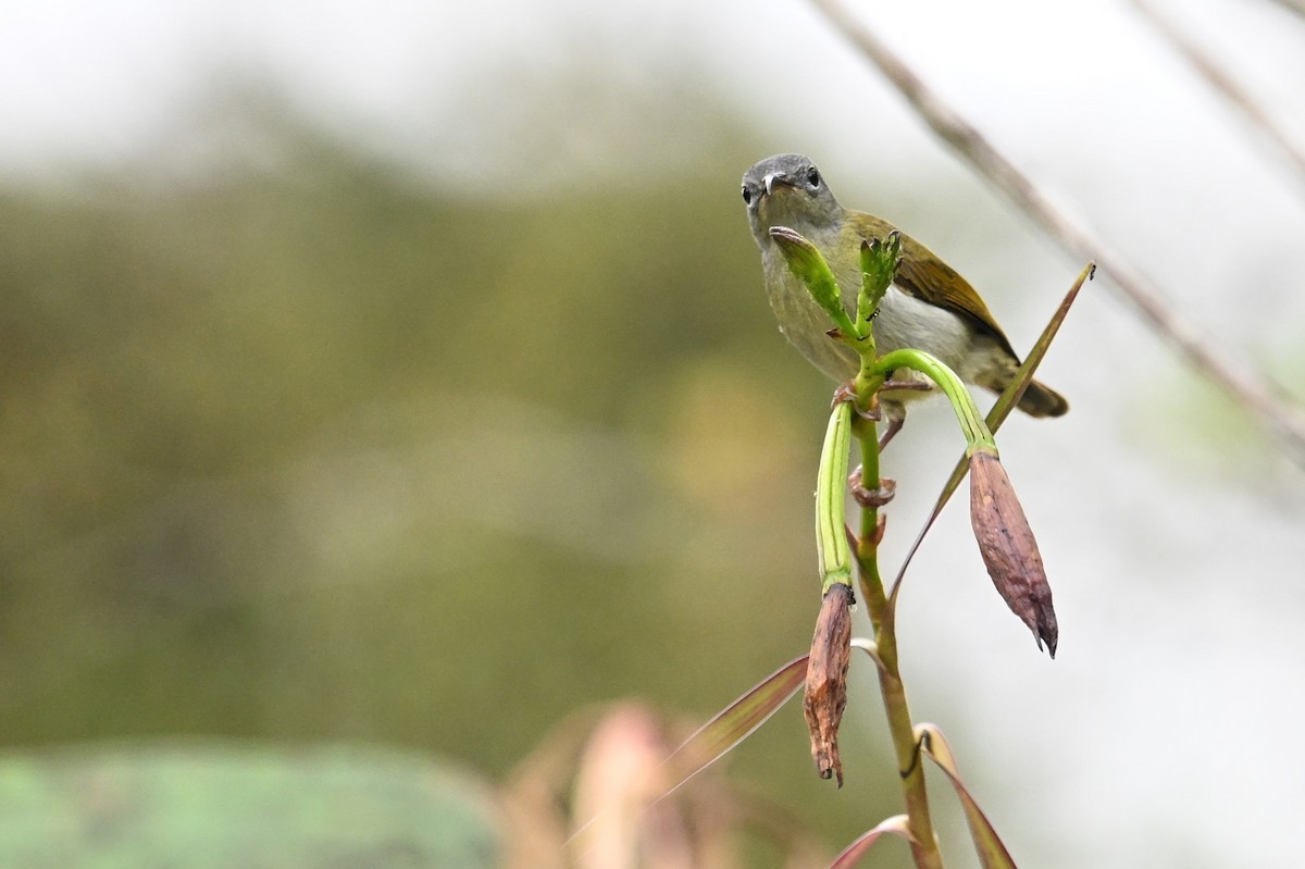 Temminck's Sunbird - Jacob Lai